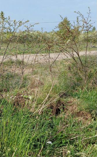 Участок 6 сот. (СНТ, ДНП)