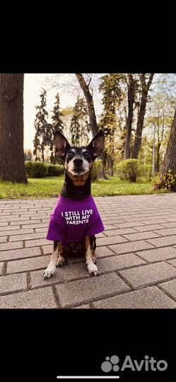 Майка для собак