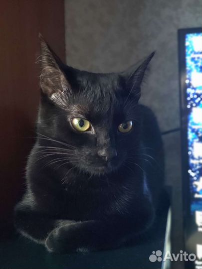 Кошка Ночка в добрые руки