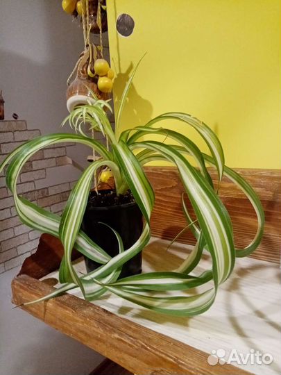Хлорофитум 2 вида