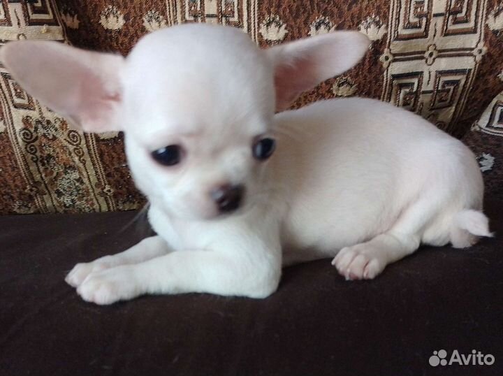 Щенки чихуахуа