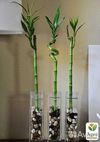 Бамбук комнатный 