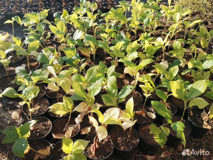 Декоративные Растения Зкс 3л