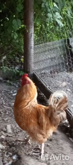 Продаётся племенной петух крупной породы