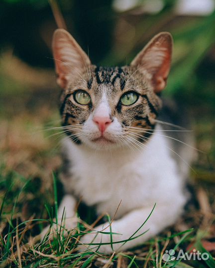 Молодой котик