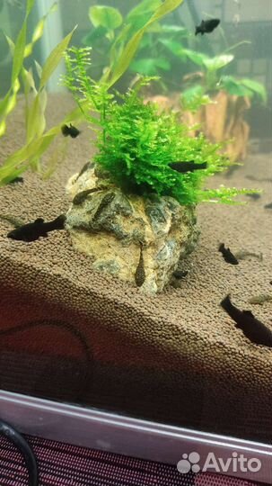 Молодь анциструс, моллинезия чёрная, гуппи