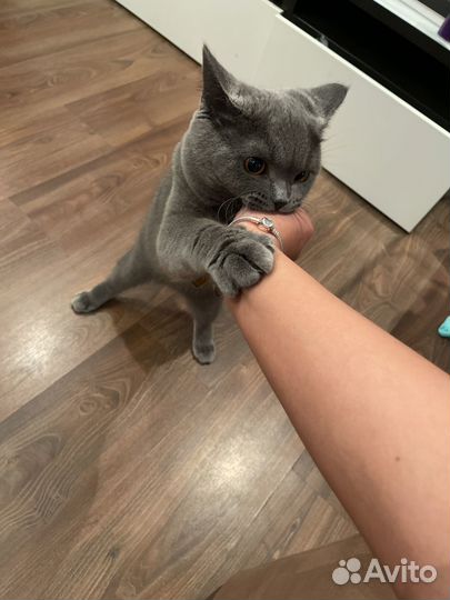 Ищем кошку для вязки