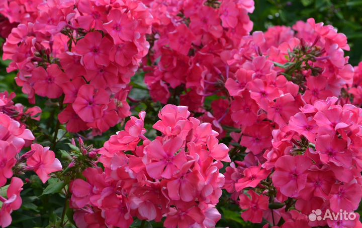 Лилейник и Флокс метельчатый 3 цвета