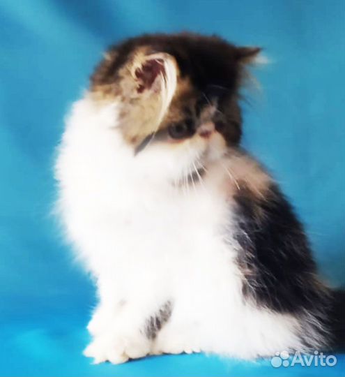 Персидский котенок