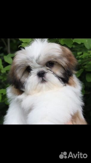 Щенки ши-тцу