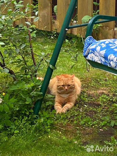 Рыжий котик ищет дом