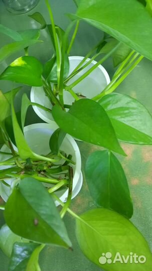 Сциндапсус