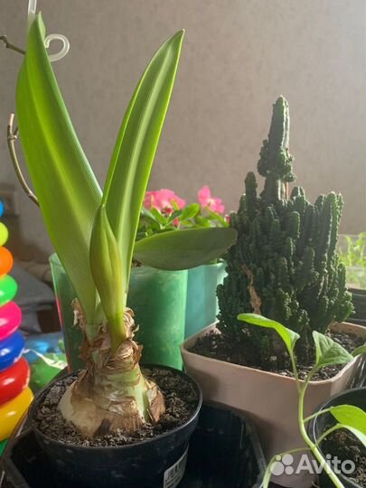 Гиппиаструм(амариллис)