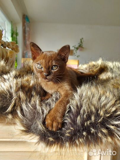 Бурманские котята