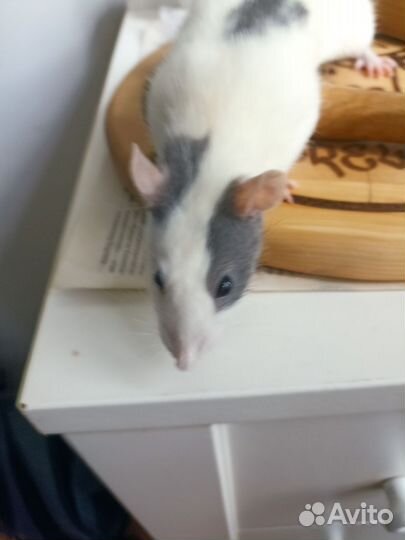 Стильный крыс и его жена