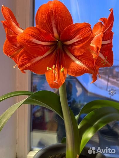Гиппеаструм амариллис