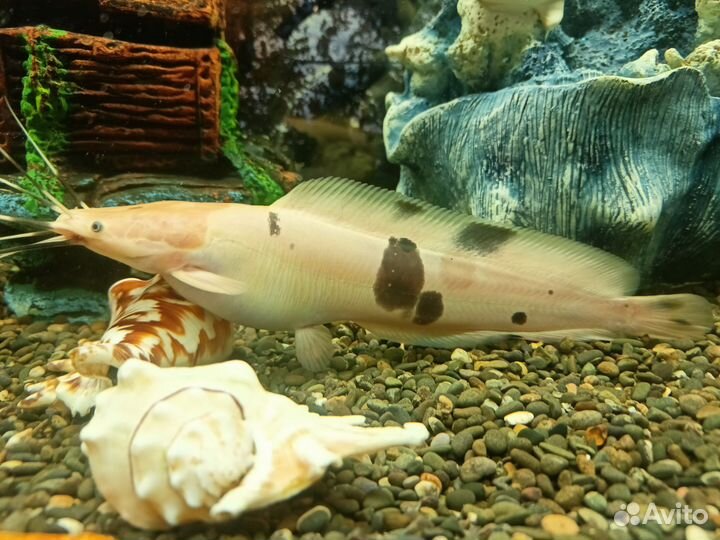 Сом клариус