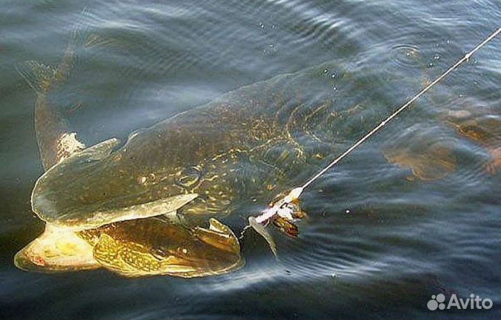 Рыбалка и отдых, рыбалка на хищника с лодки