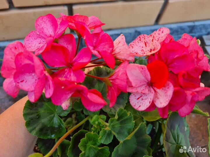 Пеларгония герань 