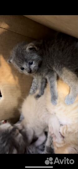 Маленькие котята бесплатно