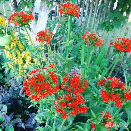 Астильба,Хосты,Лихнис,Монарда