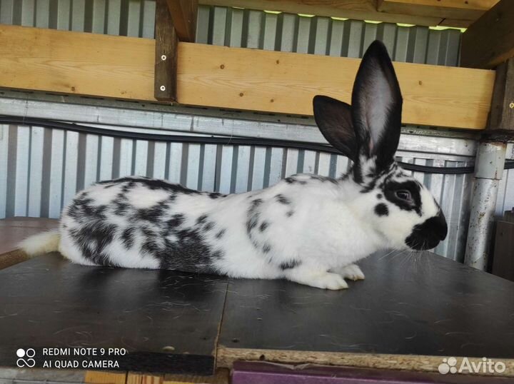 Кролики породы фландр и бабочка