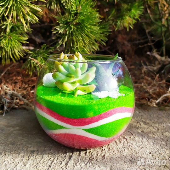 Флорариум из Суккулентов