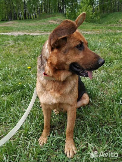 Собака Забава в добрые руки