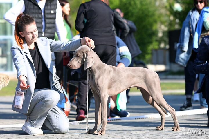 Услуги хендлера