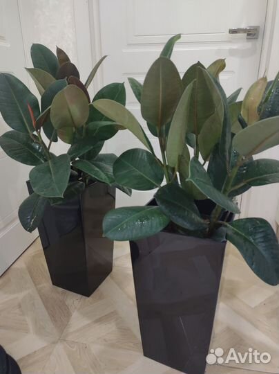 Фикус эластика робуста 3 ствола