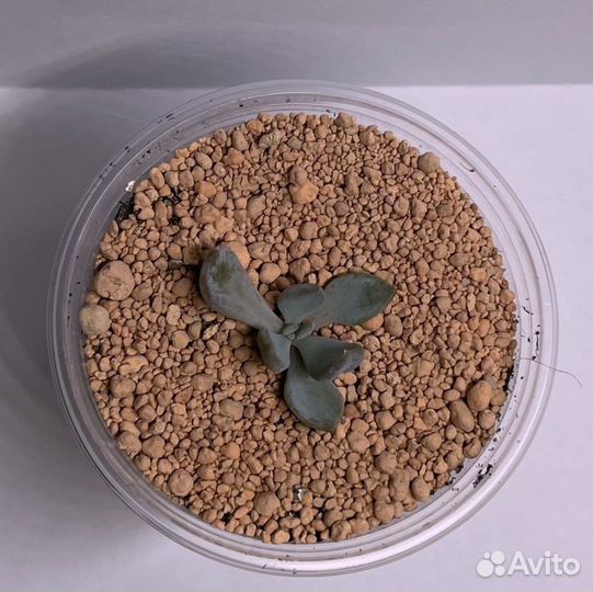Echeveria Cupid