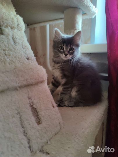 Сибирская кошка