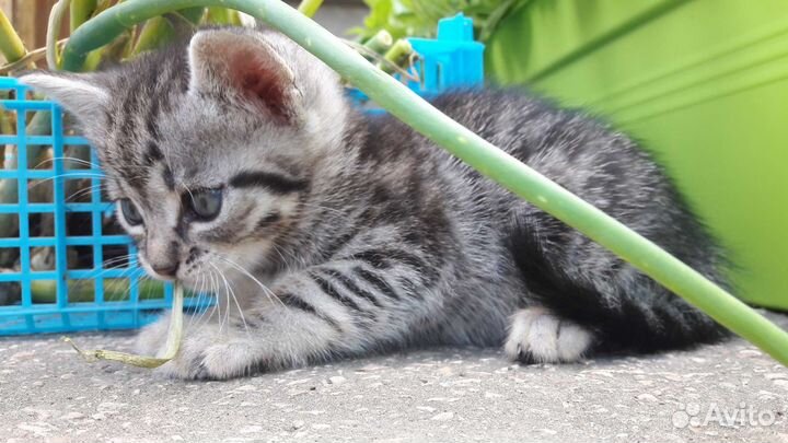 Котики для души)