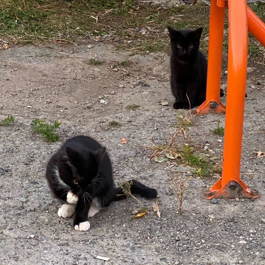 Котята очень нужен дом / передержка