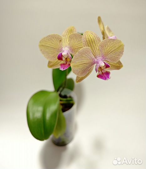 Орхидея фаленопсис