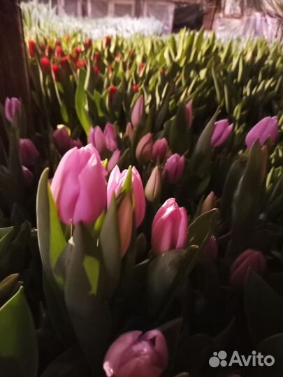 Тюльпаны в Армавире