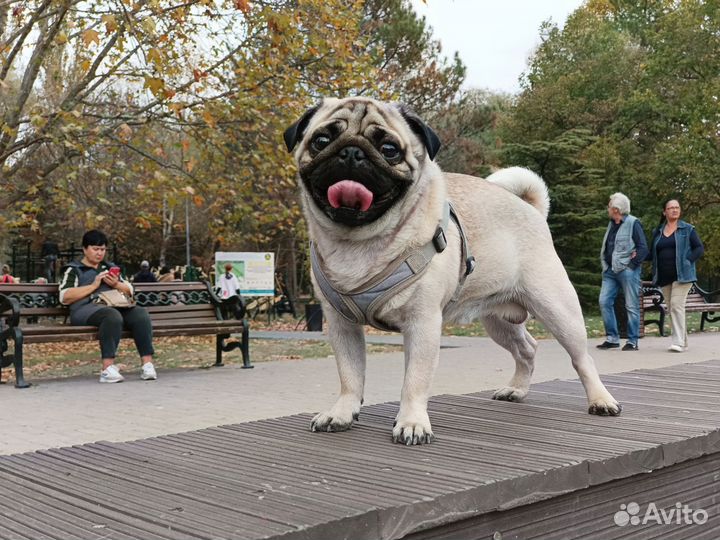 Мопс вязка мальчик