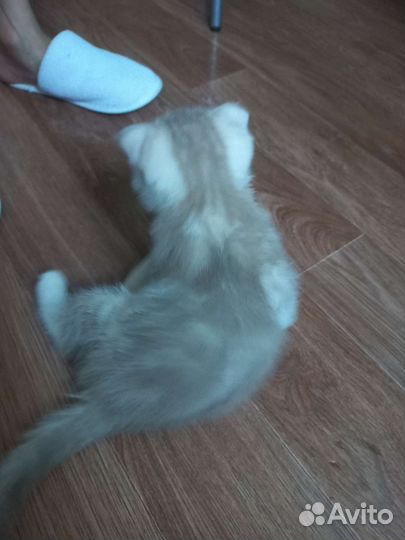 Котёнок девочка породистая