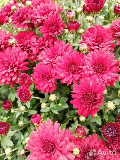 Хризантема мультифлора