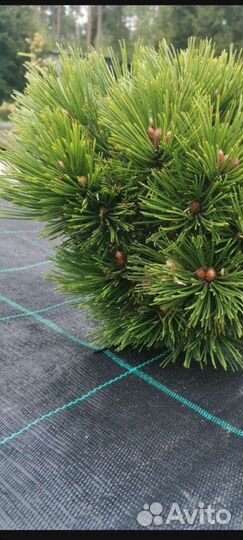 Агроткань (мульча) Agrojutex 130г/м2,Чехия