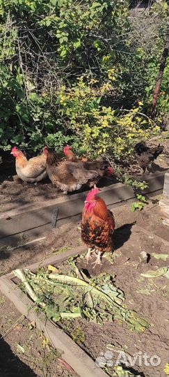 Куры несушки