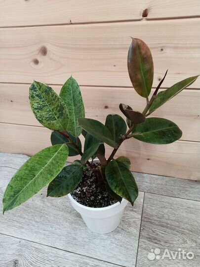 Фикус Шривериана