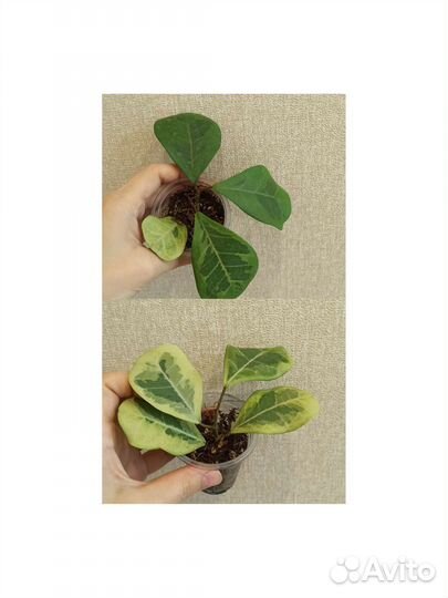 Сортовые фикусы