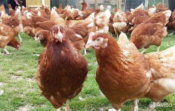 Куры несушки с доставкой