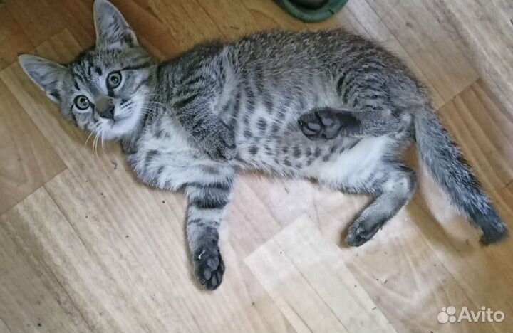 Котёнок ищет дом