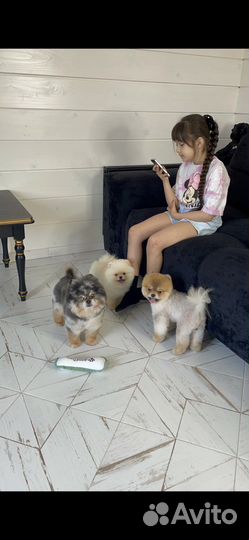 Top щенки медвежьего типа