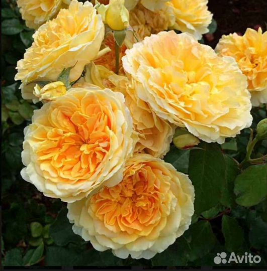 Роза Мулинекс