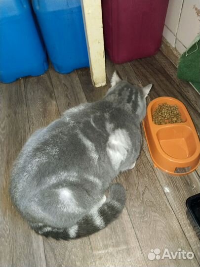 Котика в добрые руки
