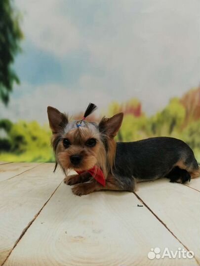 Йорк мини вязка