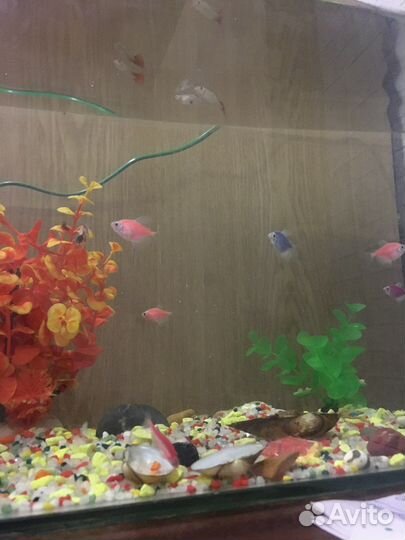 Аквариум с рыбками
